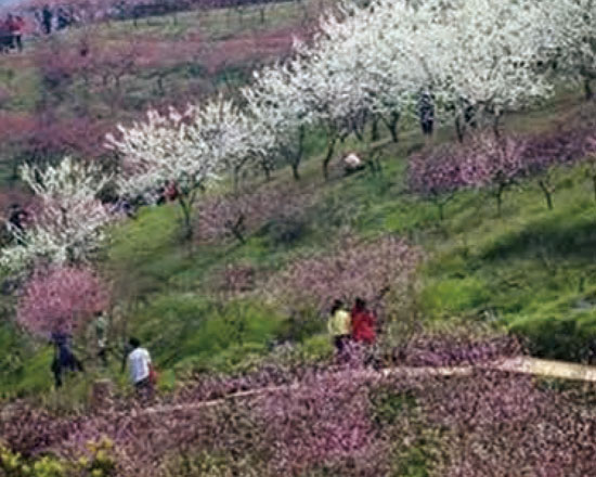 热烈祝贺本网站全新上线！